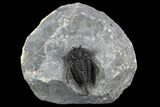 Devil Horned Cyphaspis Walteri Trilobite #125177-2